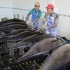 Exportación de atún vietnamita aumentará en ocho por ciento en 2017