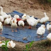 Refuerzan medidas contra gripe aviar en provincia vietnamita