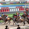 Gobierno vietnamita avala apuestas en carreras de perros y caballos 