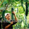 Exportaciones hortofrutícolas vietnamitas siguen con bueno rumbo 