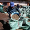 Brasil importará café robusta de Vietnam