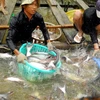 Cría de peces Tra de Vietnam responde a criterios internacionales, afirma GAA