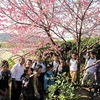 Siembra de cerezos enriquece amistad entre localidades de Vietnam y Japón