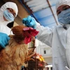 Vietnam implementa medidas preventivas contra gripe aviar A/H7N9