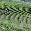 Decenas de miles de agricultores participarán en cultivo sostenible de té 