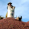 Registran leve aumento de exportaciones agroforestales de Vietnam