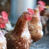 Vietnam aumenta nivel de alerta por gripe aviar