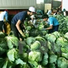 Vietnam aspira a tres mil millones de dólares por exportaciones de vegetales y frutas 