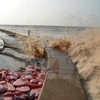 Provincia vietnamita despliega medidas contra erosión del litoral