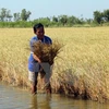 Laos impulsa producción de arroz de alta calidad 