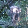 Provincia de Vietnam construirá zona de protección de elefantes 