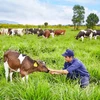 Inauguran primera granja de vacas lecheras orgánicas en Vietnam