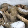 Asistencia estadounidense para combatir contrabando de animales silvestres en Vietnam