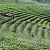  Empresa japonesa espera colaborar con Vietnam en producción de té 