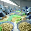 Vietnam registra baja en exportación de anacardos