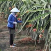 Vietnam exportará gran volumen de pitahayas de pulpa roja a Japón