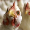 Vietnam se prepara ante alto riesgo de penetración de gripe aviar