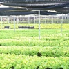 Vietnam y Países Bajos robustecen cooperación en agricultura