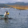 Debaten en Vietnam medidas para viabilizar meta de exportaciones de camarón