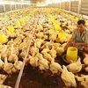 Pollo vietnamita penetrará en mercado japonés 