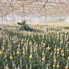 Empresa japonesa invierte en floricultura en Vietnam