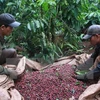  Sector cafetero de Vietnam por fomentar capacidad de adaptación al cambio climático