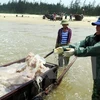 Thua Thien- Hue avanza en resarcimiento a afectados por incidente ambiental 