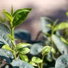 Industria vietnamita del té afronta obstáculos para establecer marca nacional 