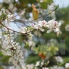 Flor de Bauhinia, un símbolo de la región noroeste de Vietnam