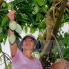 Mangos de provincia norvietnamita conquistarán mercado australiano