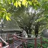 Casas sobre árboles en Hanoi