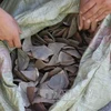 Malasia decomisa 712 kilogramos de escamas de pangolín