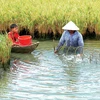 Intensifican conexión en cadenas de valor agrícola en Vietnam