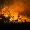 Provincia vietnamita refuerza labores contra incendios forestales