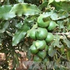 Quang Tri busca desarrollar el cultivo de macadamia