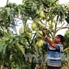 Vietnam exportará mango a Australia