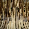 Thanh Hoa incauta mayor carga ilegal de supuestos objetos de marfil de elefante