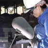 Astillero rumano reclutará a 300 trabajadores vietnamitas