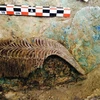 Descubren sarcófago antiguo de madera en Vietnam