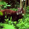 Fundarán en Vietnam el primer centro de multiplicación del Saola