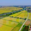 Vietnam se esfuerza para impulsar el desarrollo agrícola