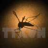 Malasia registra 122 muertos por dengue