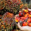 Indonesia registra baja producción de aceite de palma en junio