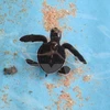Vietnam protege a tortugas marinas 