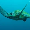 Vietnam: Liberan a tortuga marina en peligro de extinción