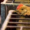 Filipinas reporta primer brote de gripe aviar 