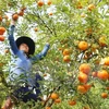 Japón por impulsar cooperación con ciudad vietnamita en agricultura