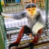 Entregan primate en peligro de extinción al Parque Nacional de Cuc Phuong