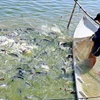 Vietnam lanza nuevo programa para monitorear pescados exportados a EE.UU.