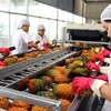 Vietnam prevé ingresos multimillonarios por exportación de verduras y frutas 